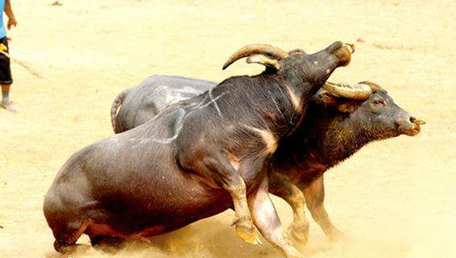 阿拉斗牛：狂野牛场的热血对决